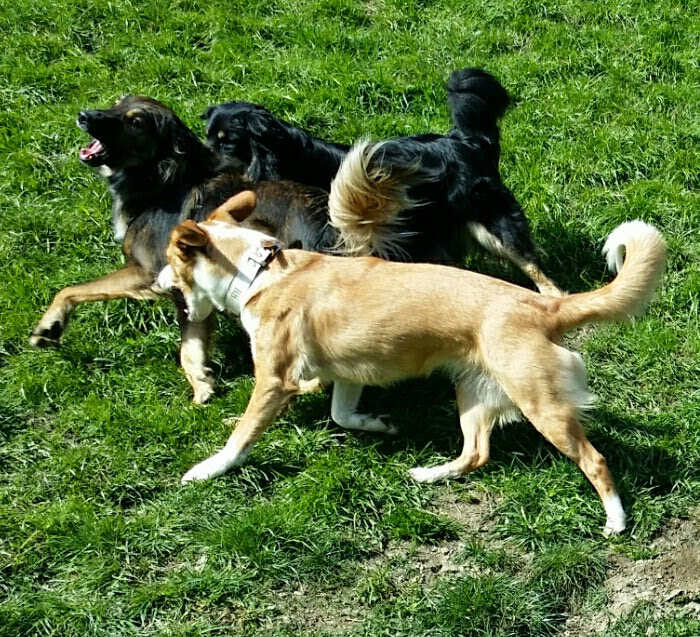 Beate's Hundeglück - Hundetagesbetreuung in Taxenbach