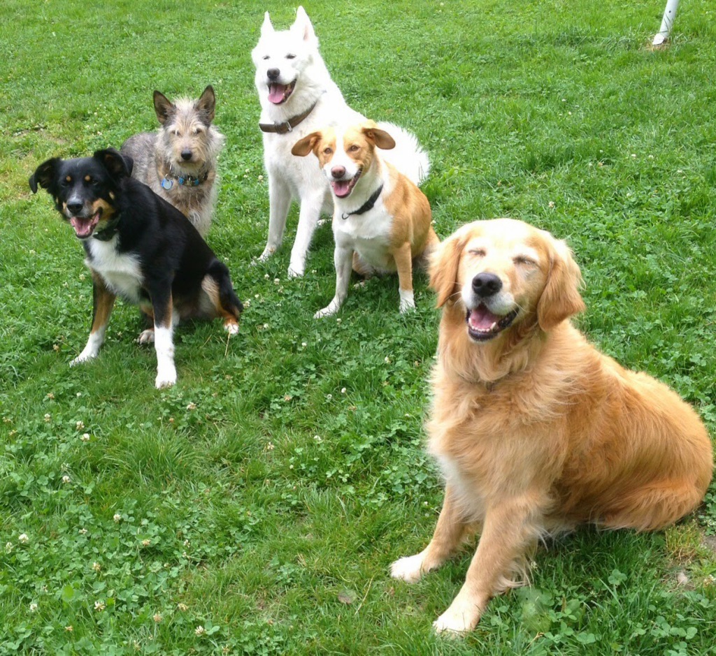 Beate's Hundeglück - Hundetagesbetreuung in Taxenbach